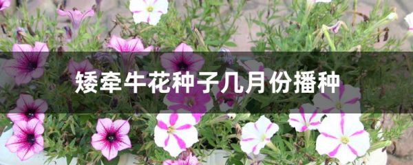 矮牵牛花种子几月份播种