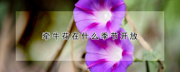 牵牛花在什么季节开放