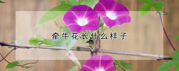 牵牛花长什么样子