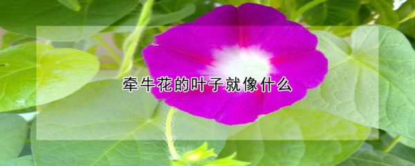 牵牛花的叶子像什么