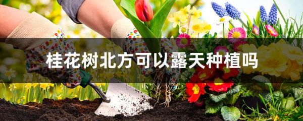 桂花树北方可以露天种植吗