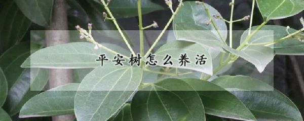 平安树怎么养活