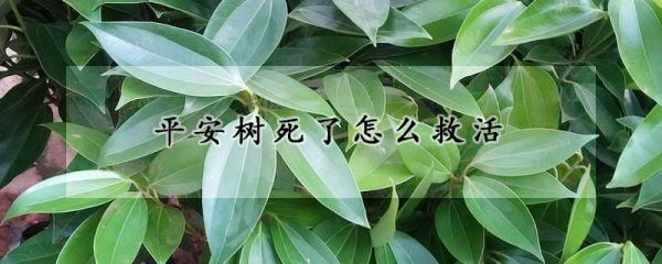 平安树死了怎么救活