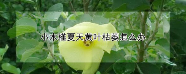 小木槿夏天黄叶枯萎怎么办