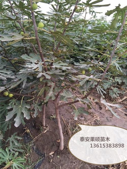 无花果苗哪个品种好波姬红无花果怎么样泰安高新区果硕苗木中心