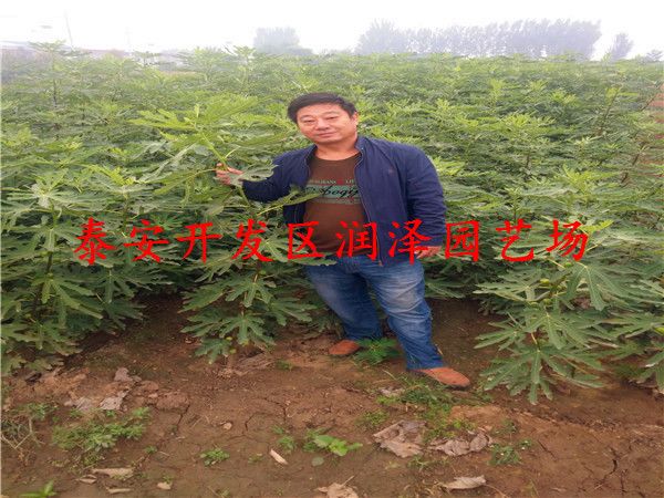 江苏苏华丽无花果苗种植基地