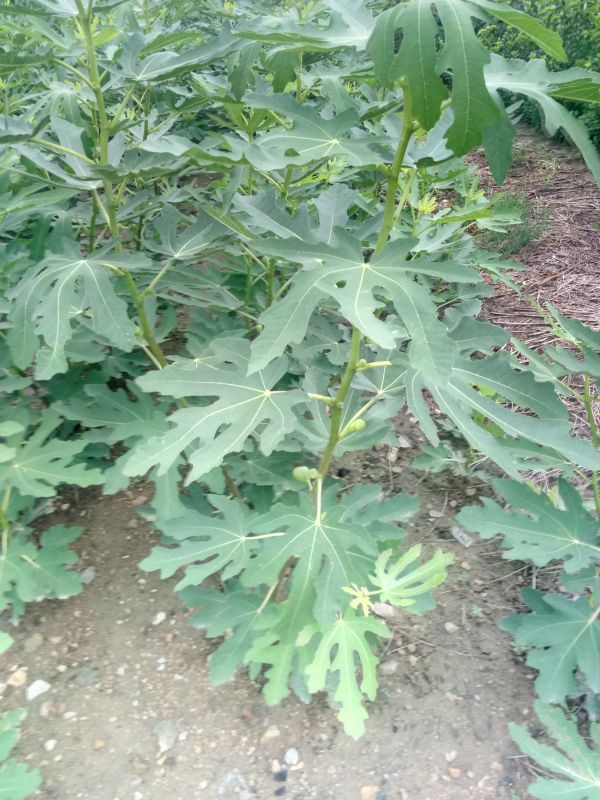 辽宁无花果苗种植基地当年结果批发价格