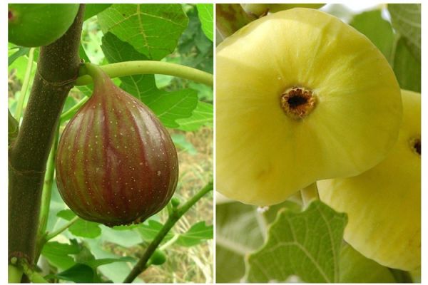 辽宁无花果苗种植基地当年结果批发价格