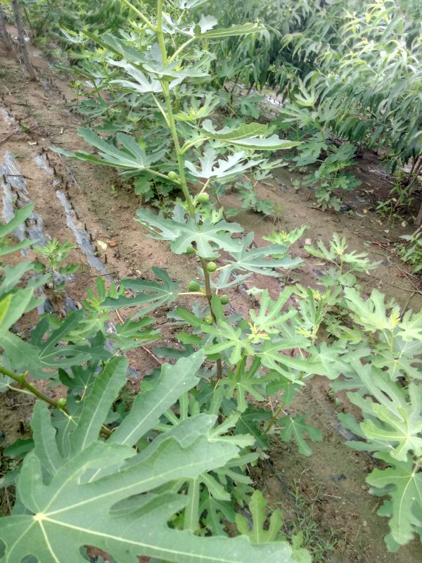 辽宁无花果苗种植基地当年结果批发价格