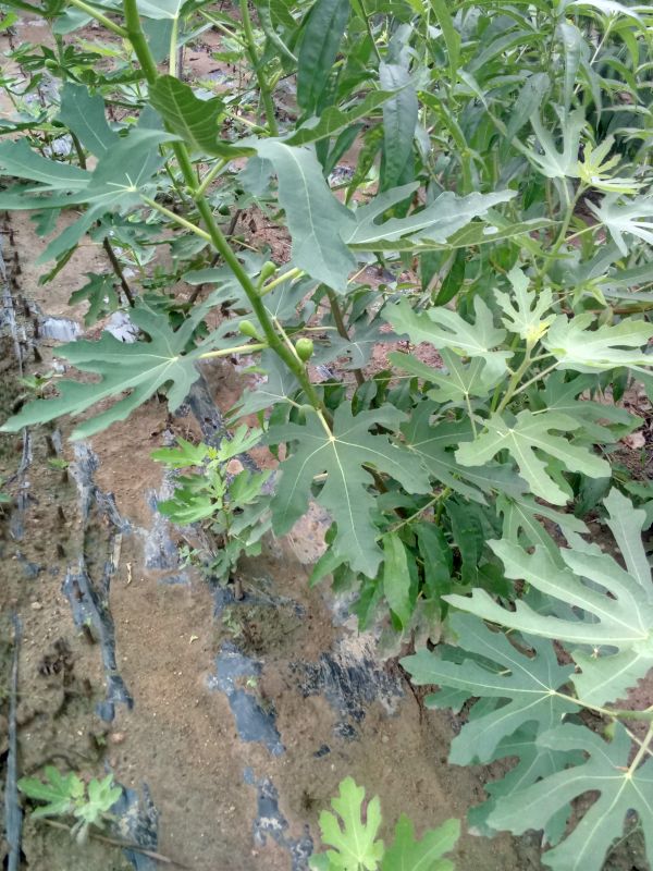 辽宁无花果苗种植基地当年结果批发价格