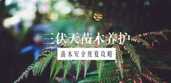 绿化苗木安全度夏_园林绿化_苗木价格_绿化工程