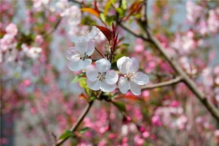 庭院栽培梅花用什么土好