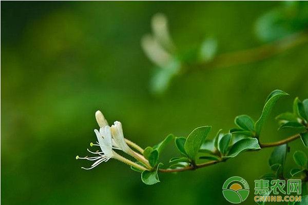 阳台如何种植金银花？金银花盆栽种植技术-图片版权归惠农网所有