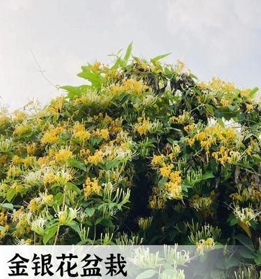 盆栽金银花为何不开花（认识金银花的开花原理，让你不再白费心机）