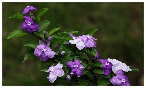 “双色”茉莉有特色，一株花上两花色，养好需要做好这些事