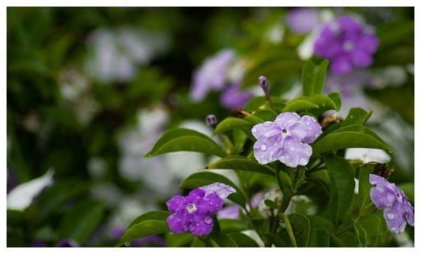 “双色”茉莉有特色，一株花上两花色，养好需要做好这些事