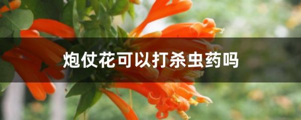 炮仗花可以打杀虫药吗