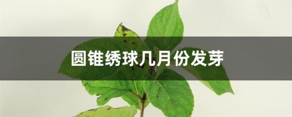 圆锥绣球几月份发芽