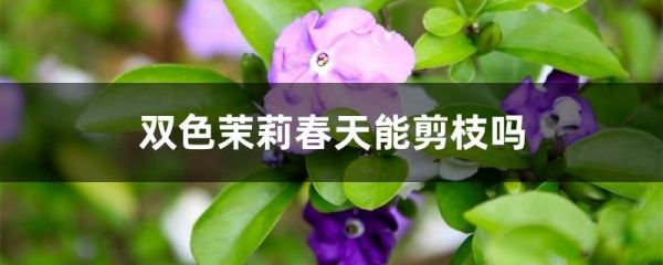 双色茉莉春天能剪枝吗