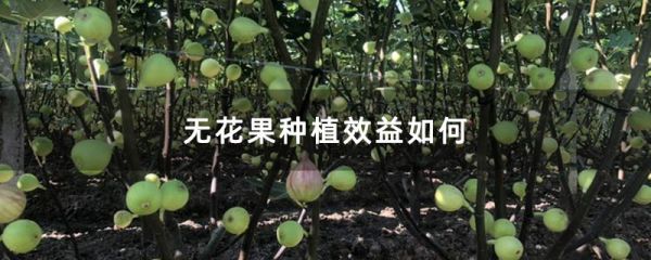 无花果种植效益如何