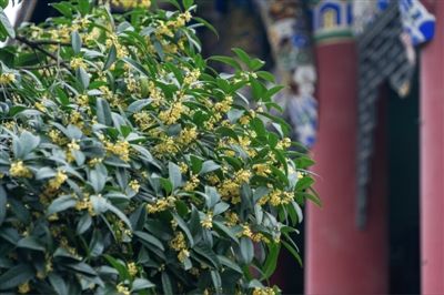 成都市植物园金桂飘香