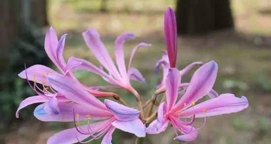 红花石蒜花语（以花为媒）