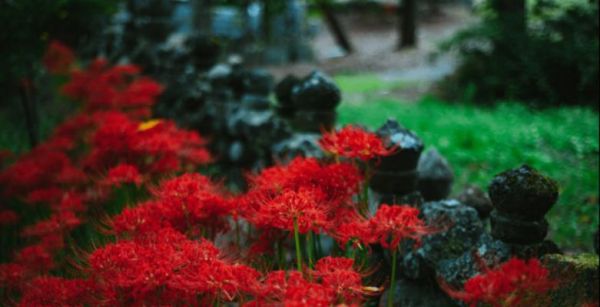 红花石蒜花语（以花为媒）