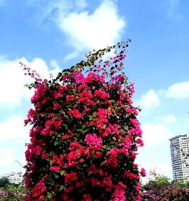 探秘海口市花（海南特有植物-红花石蒜）