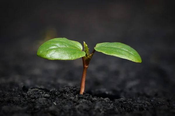 牡丹花的种子种植方法 第2张