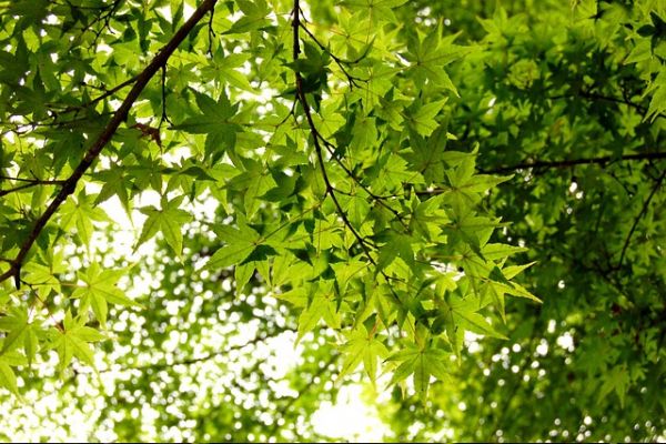 牡丹花的种子种植方法 第1张