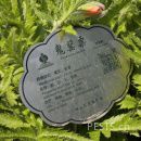 东方罂粟 植物照片[18790]©刘赛 2024-05-06