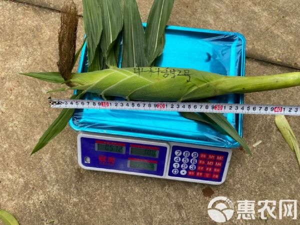 申科甜2号花超甜玉米种子，口感好，产量高，商品性好