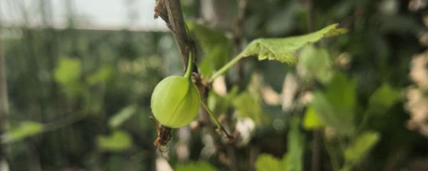 野生灯笼果有毒吗