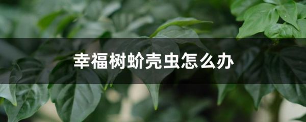 幸福树蚧壳虫怎么办，常见虫害有哪些