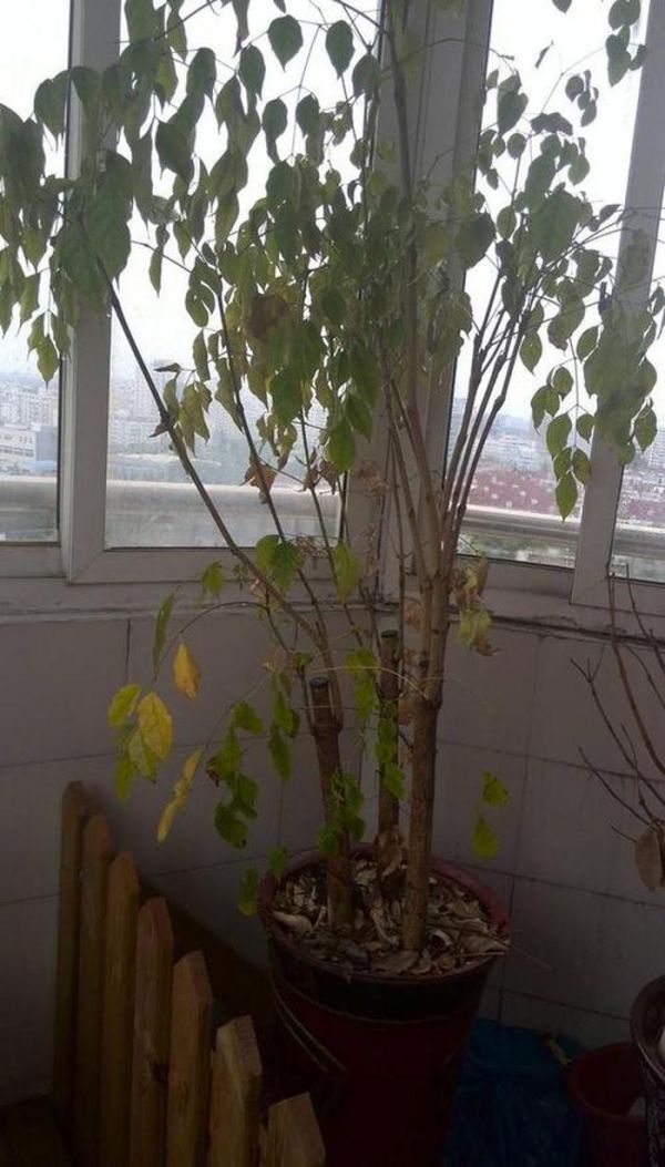 植物黄叶和烂根养护小妙招，植物枯黄掉叶怎么办