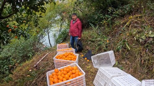 湾里宫川蜜桔开始采摘，今年最后一批桔子，单量接多了货没摘够