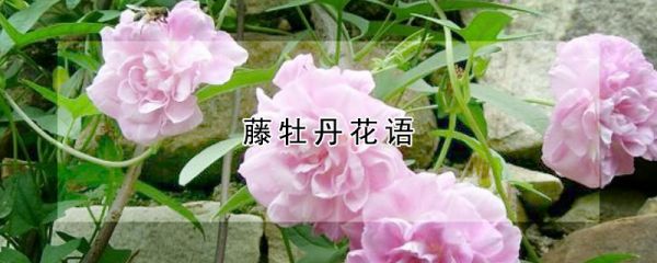 藤牡丹花语