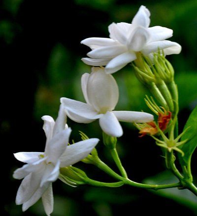 茉莉花几天浇一次水