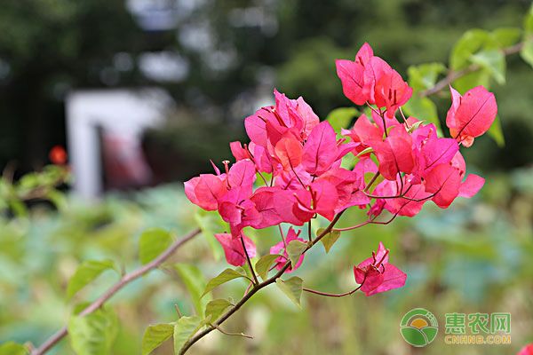 夏季养三角梅做好这几点，小苗大苗全开花！-图片版权归惠农网所有