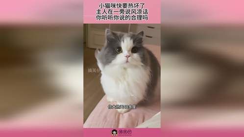 小猫咪快要热坏了，主人在一旁说风凉话，你听听你说的合理吗！