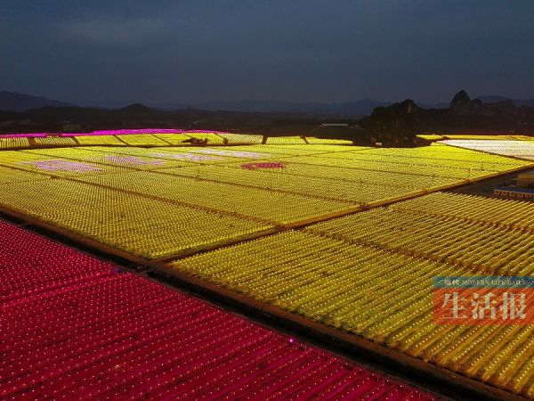 武鸣火龙果基地亮起数万盏灯 场面壮观美不胜收