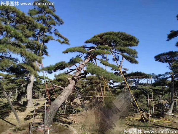 景观树造型黑松大型地景