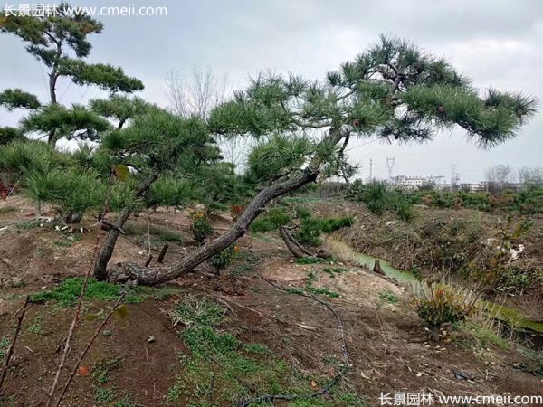 景观树造型黑松大型地景