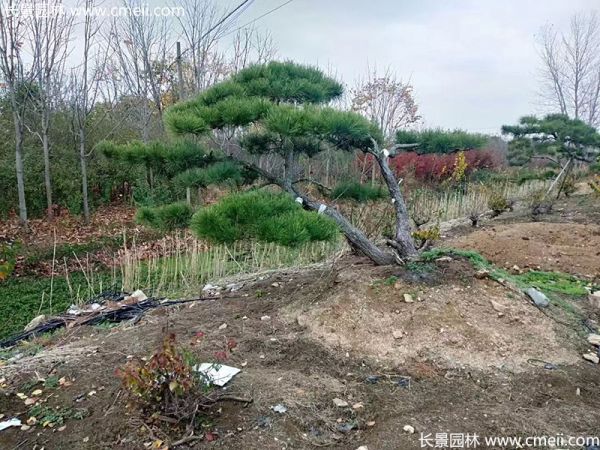 景观树造型黑松大型地景