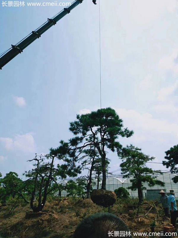 景观树造型黑松大型地景