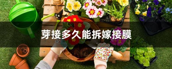 芽接多久能拆嫁接膜