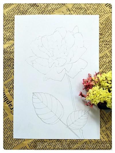 彩铅画教程：教你画月季花