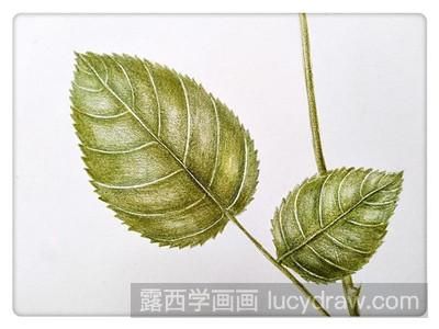 彩铅画教程：教你画月季花