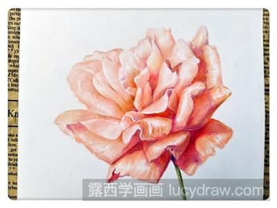 彩铅画教程：教你画月季花