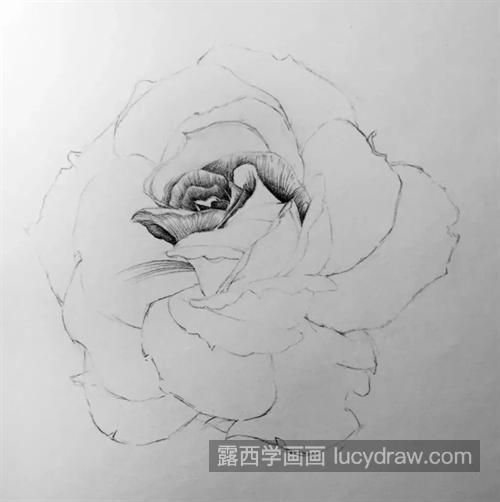 素描月季怎么画？详细的教程是什么？